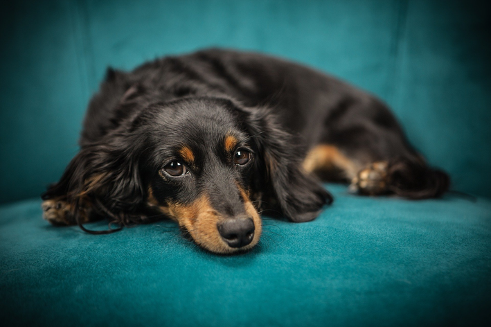 Como tirar cheiro de cachorro: 3 dicas imbatíveis