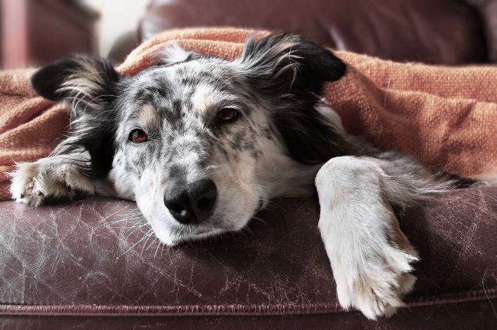 como tratar doença hepática em cães