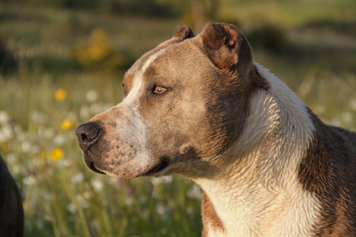 Pitbulls famosos e mais sobre a raça