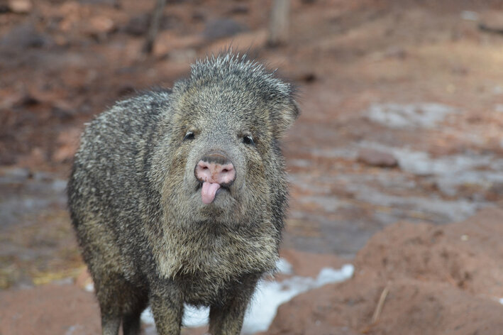 queixada animal