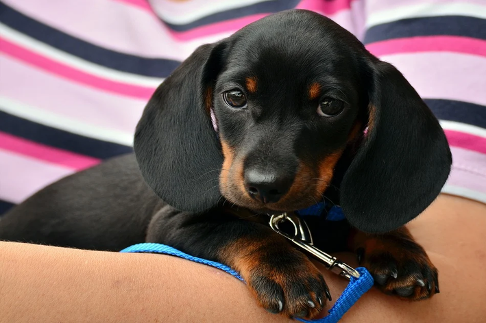 Dachshund cachorro para criança