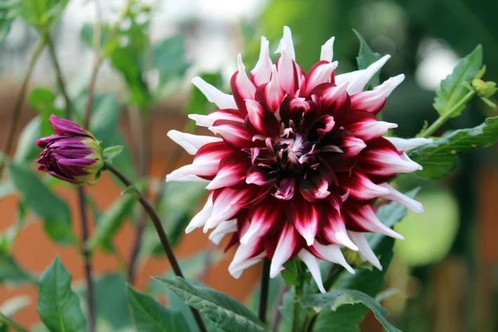 flor de dália gigante