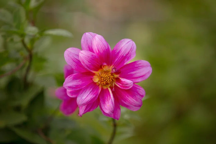 flor de dália isolada