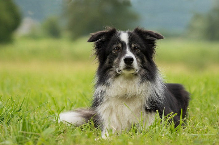 doação de ração para cachorro