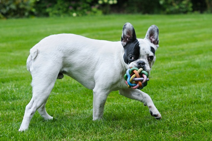 Conheça diversos nomes para bulldog francês