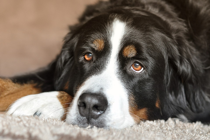 cachorro com mau hálito