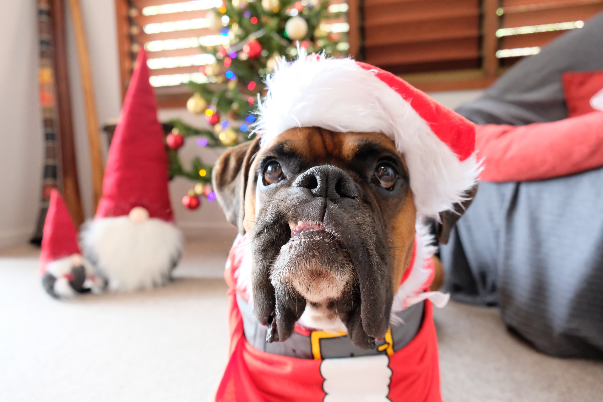 Boxer com roupa e natal para cachorro