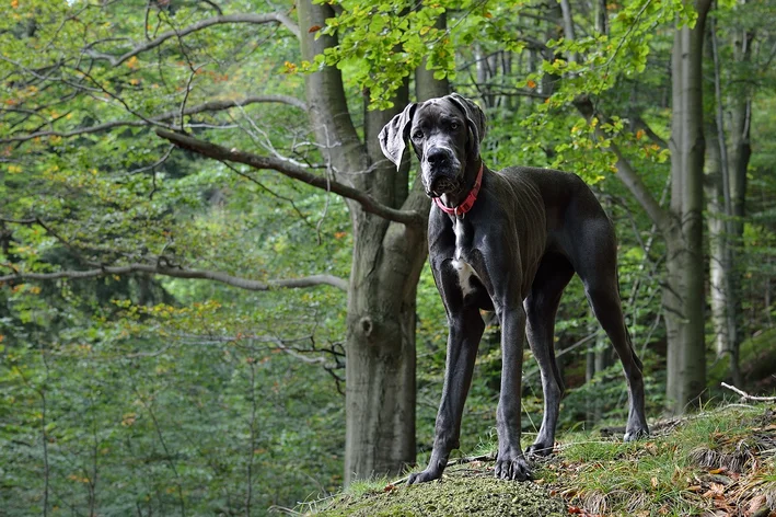 dogue alemão na floresta