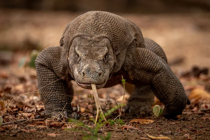 dragão de komodo