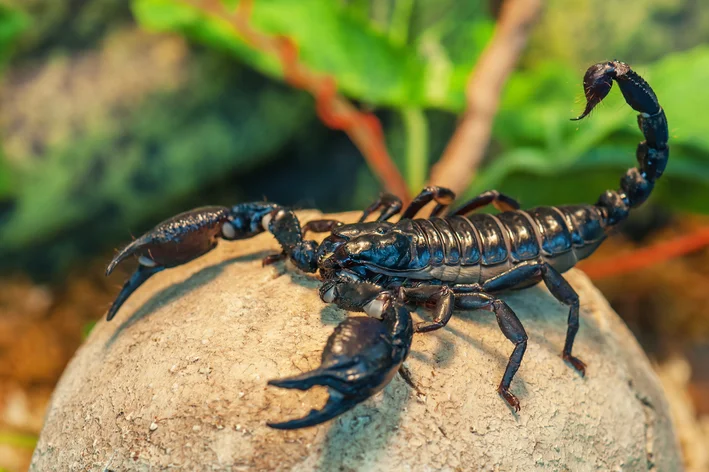 escorpião andando na pedra