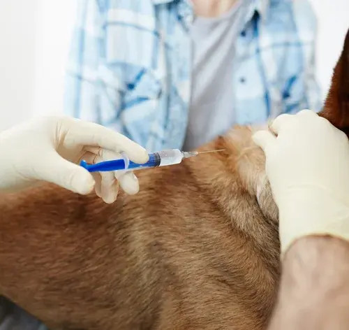 médico aplicando eutanasia em caes