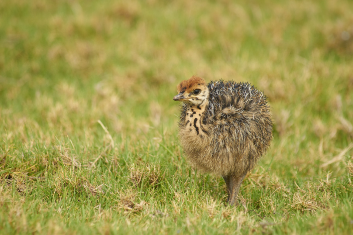 kiwi é animal com k