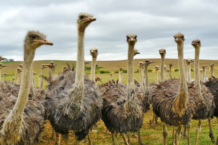 avestruz é uma das aves que não voam