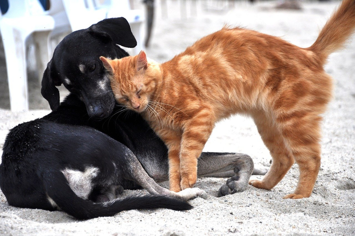 gato e cachorro brincando