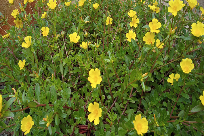 Conheça 5 flores fáceis de cuidar