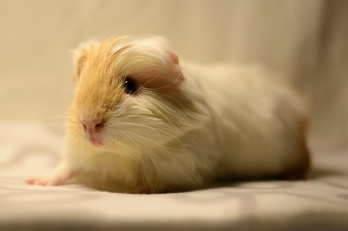 Porquinho da índia com pelos longos