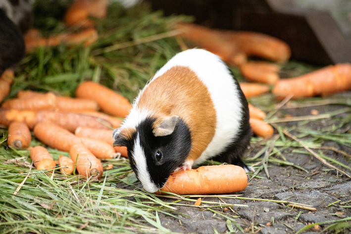 Porquinho da índia comendo cenoura