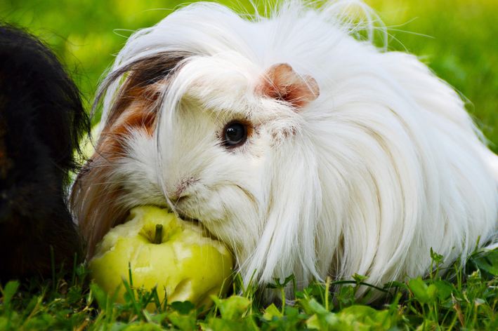 Porquinho da índia comendo maçã