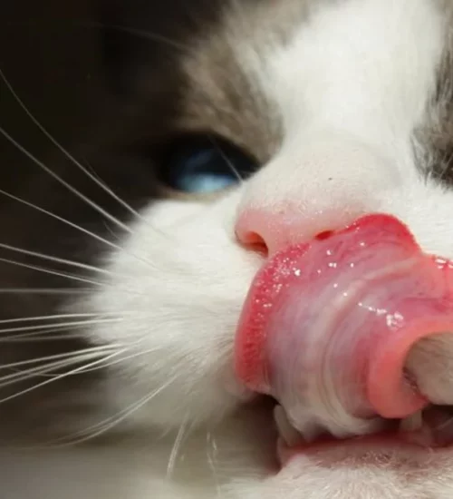 gato babando