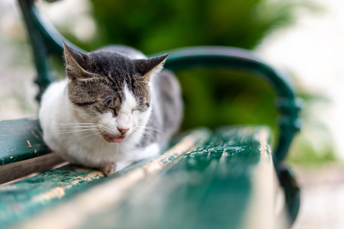 gato babando espuma