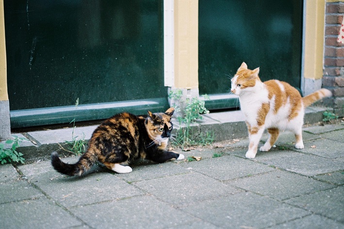 Gatos castrados se estranham