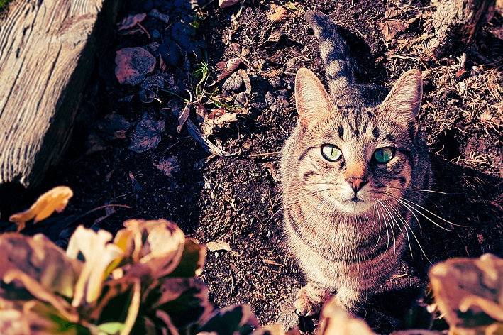 Gato comendo terra é normal?