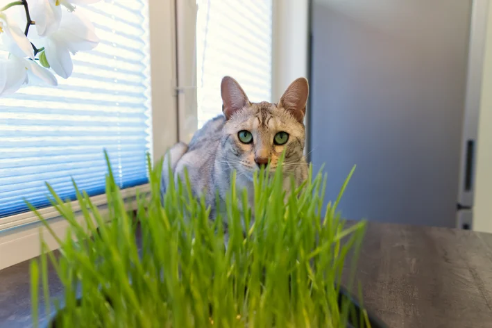 gato comendo graminha de pipoca