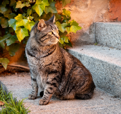 gato-desaparecido-sentado-escada