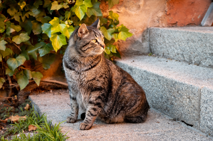 gato-desaparecido-sentado-escada