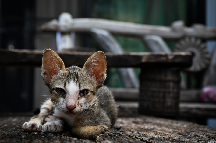 gato desnutrido