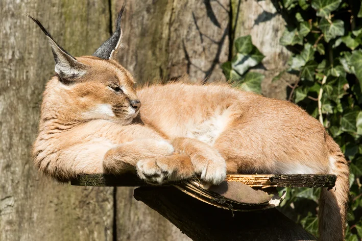 gato dourado africano na árvore