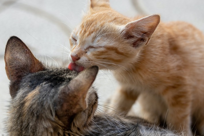 Saiba porque um gato lambe o outro