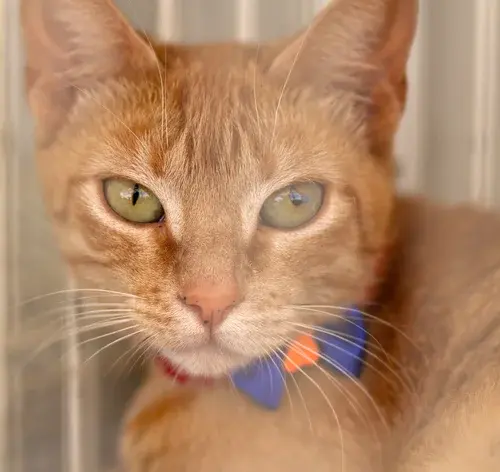 gato laranja olhando para a frente
