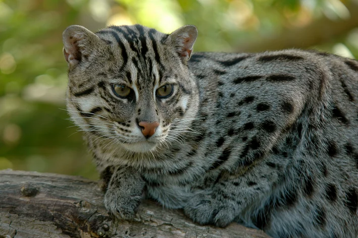 gato pescador em cima do tronco