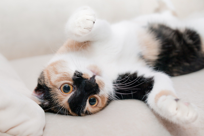 Gato pode comer abacaxi - verdade ou mentira?