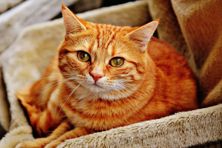 De que maneira gato pode comer abacaxi