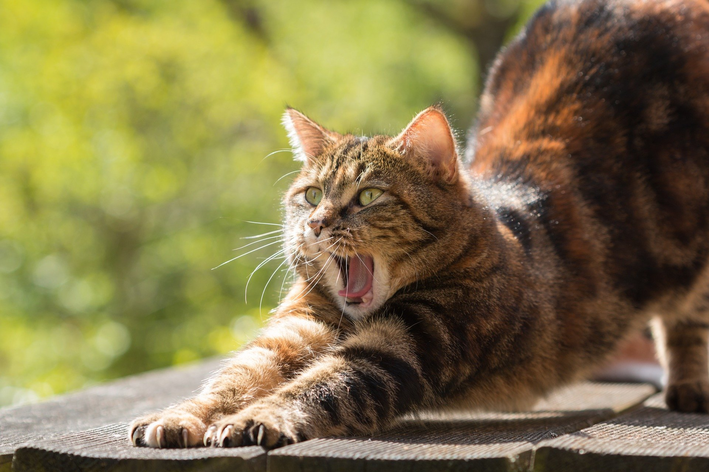 Afinal, gato pode comer azeitona ou não?