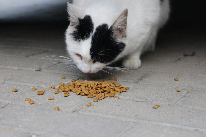 Alimentos tóxicos para gato