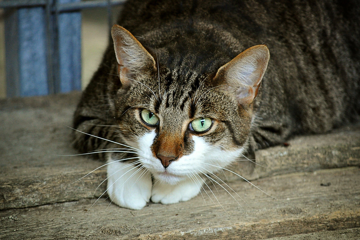 Com que frequência gato pode comer couve