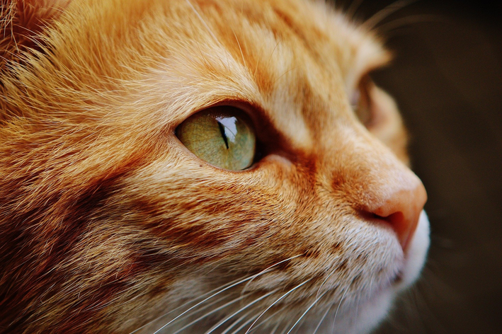 Gato pode comer doce em alguma ocasião?