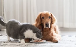 cachorro comendo ração do cachorro