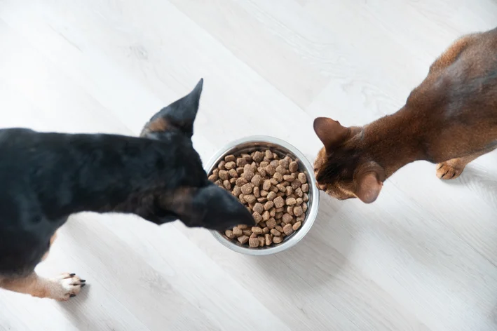 cachorro e gato olhando para o pote de ração