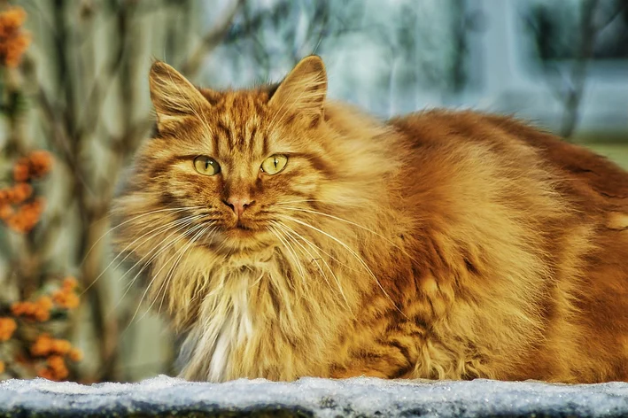 gato tosado sentado