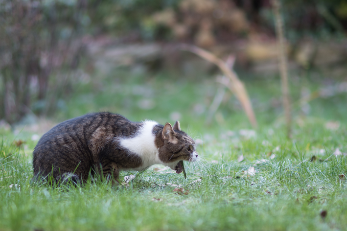 gato vomitando transparente