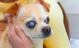 Glaucoma em cachorro