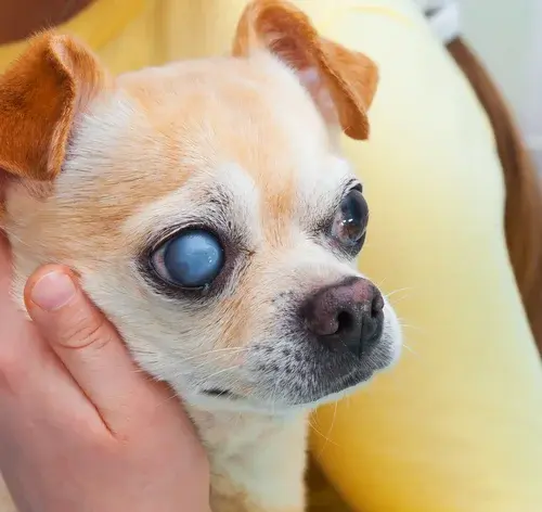 Glaucoma em cachorro