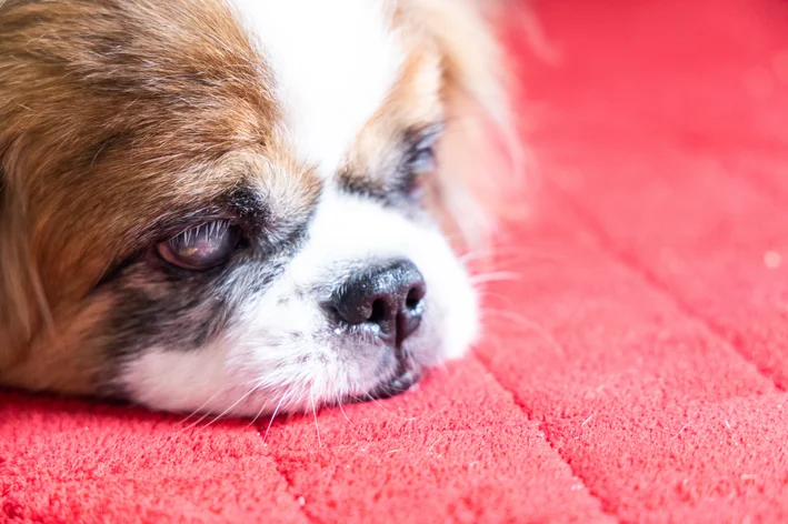 cachorro com glaucoma deitado