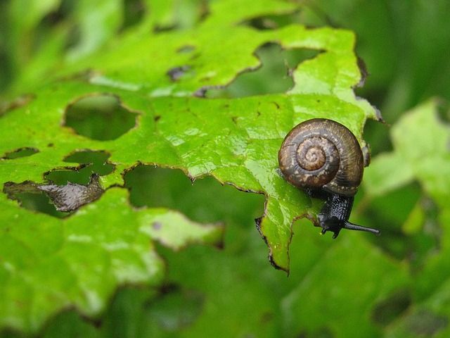 pragas de jardim