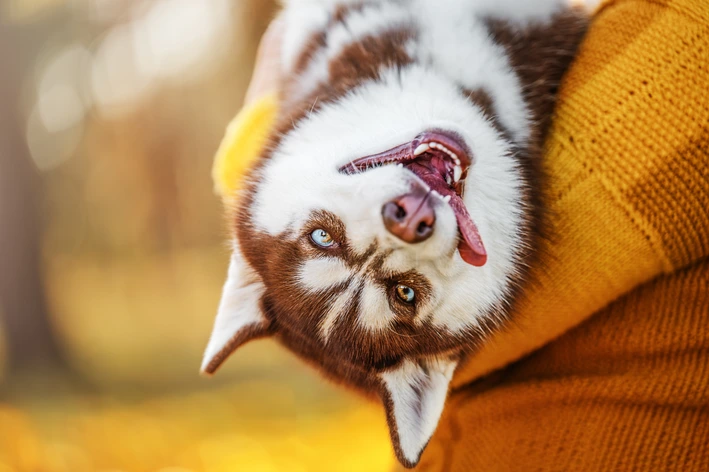 Como evitar que o cachorro fique com mau hálito