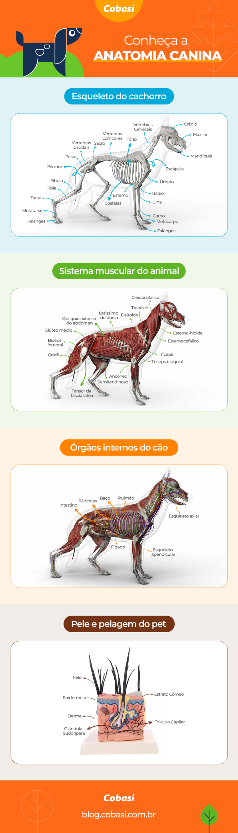 Anatomia do cachorro: guia completo | Blog da Cobasi